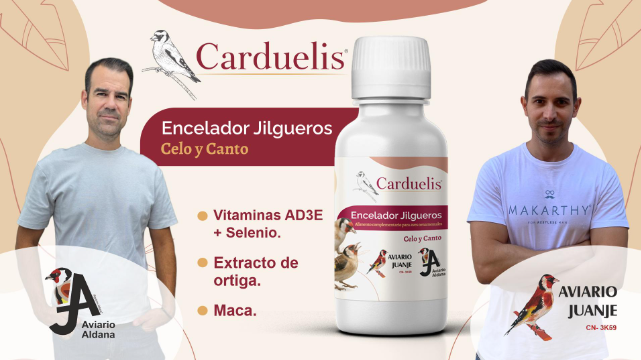 Encelador Jilgueros Carduelis για καρδερίνες και ιθαγενή πτηνά