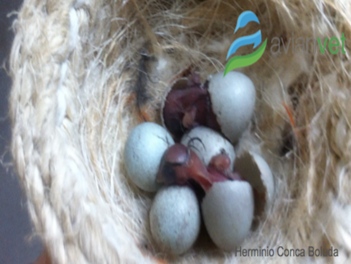 Άσπορα αυγά σε καναρίνια και άλλα είδη οικόσιτων πτηνών