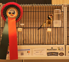 Παγκόσμιος Πρωταθλητής από το εκτροφείο του Moisés Silva