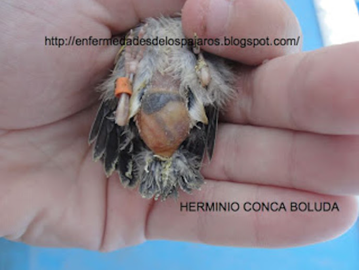 Θνησιμότητα νεοσσών καρδερίνας και φλώρου