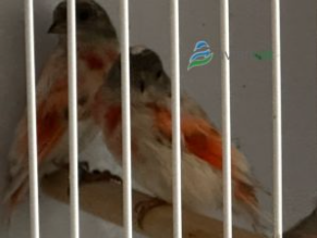 Μεγαβακτήρια σε Red Siskin