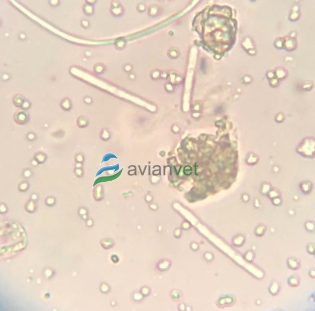 Megabacteria σε περιττώματα παπαγάλων