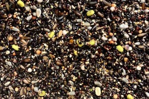 Πως φτιάχνω βλαστωμένους σπόρους (φύτρα);  (BINTEO)