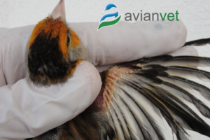 ΤΑ ΦΤΕΡΑ ... ΜΙΛΟΥΝ