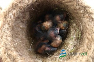 ΟΜΑΔΕΣ ΕΛΕΓΧΟΥ ΑΝΑΠΑΡΑΓΩΓΗΣ ΚΑΙ ΕΚΤΡΟΦΗΣ