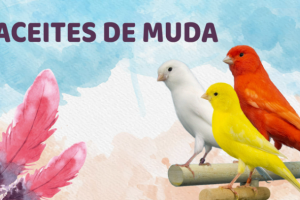 Ελαια πτερόρροιας