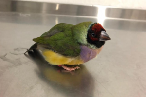 ΥΠΑΣΒΕΣΤΙΑΙΜΙΑ