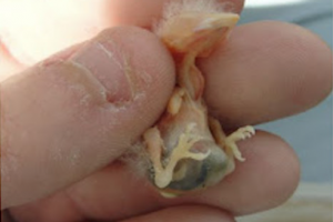 ΚΑΝΤΙΝΤΙΑΣΗ