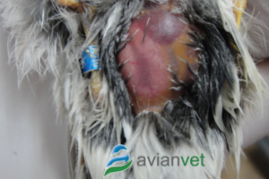 ΚΟΚΚΙΔΙΑ ΠΤΗΝΩΝ