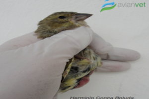 ΚΑΥΣΩΝΑΣ & ΑΦΥΔΑΤΩΣΗ