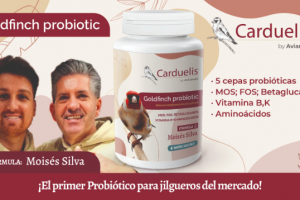 Goldfinch Probiotic Avianvet | Το Πρώτο Προβιοτικό για Καρδερίνες και Ιθαγενή Πτηνά