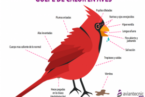 ΖΕΣΤΗ ΣΤΑ ΠΤΗΝΑ