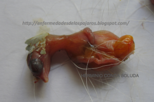 ΘΝΗΣΙΜΟΤΗΤΑ ΕΜΒΡΥΩΝ ΜΕΣΑ ΣΤΟ ΑΥΓΟ - ΠΩΣ ΚΑΙ ΓΙΑΤΙ?