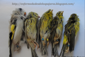 ΚΑΡΑΝΤΙΝΑ ΚΑΝΑΡΙΝΙΩΝ ΚΑΙ ΙΘΑΓΕΝΩΝ