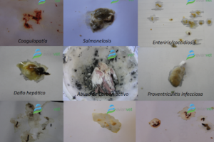 ΟΥΡΑ ΚΑΙ ΚΟΠΡΑΝΑ ΠΤΗΝΩΝ