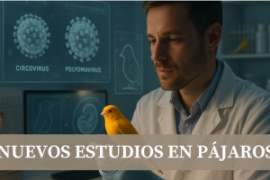 Κυκλοϊός & Πολυομαϊός σε Καναρίνια και Καρδερίνες – Συμπτώματα, Μετάδοση & Πρόληψη - Νέα Μελέτη