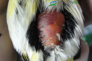 ΤΟ ΣΥΚΩΤΙ ΚΑΙ ΟΙ ΠΑΘΗΣΕΙΣ ΤΟΥ ΣΤΑ ΠΤΗΝΑ - ΜΕΡΟΣ 2