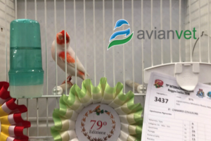 Μωσαϊκά και Λευκόπτερα καναρίνια (πτερόρροια)