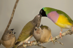 ΕΚΤΡΟΦΗ ΜΕ ΠΑΡΑΜΑΝΕΣ - ΑΝΟΣΙΑ ΣΤΑ ΠΤΗΝΑ