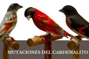 Μεταλλάξεις Βενεζουελάνικου Καρδινάλιου (Red Siskin) – Πρότυπα, Διαγωνισμοί & Διατήρηση