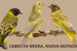 Νέα Μετάλλαξη Blackhead – South American Dilution