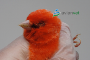 ΕΥΛΟΓΙΑ ΠΤΗΝΩΝ