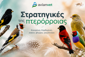 Πτερόρροια Πτηνών – Μέρος 2: Διατροφή, Υποστήριξη & Συχνά Λάθη