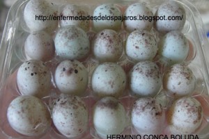 Αποθήκευση αυγών