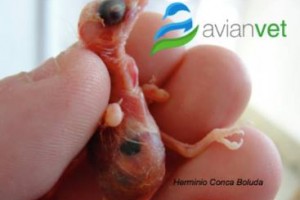 ΜΑΥΡΗ ΤΕΛΕΙΑ - BLACK SPOT