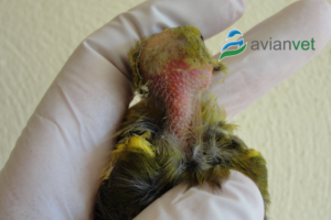 Απώλεια πτερώματος λόγω του μύκητα Malassezia