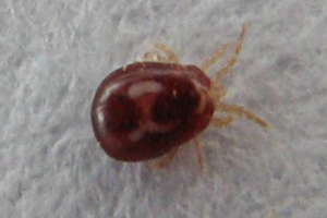 ΠΡΟΛΗΨΗ ΚΑΙ ΘΕΡΑΠΕΙΑ ΚΑΤΑ ΤΗΣ ΚΟΚΚΙΝΗΣ ΨΕΙΡΑΣ