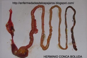 ΕΝΤΕΡΙΚΗ ΥΓΕΙΑ ΣΤΑ ΠΤΗΝΑ