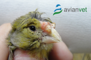 ΡΙΝΟΛΙΘΟΣ ΣΤΑ ΠΤΗΝΑ