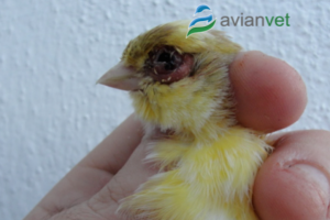 ΤΡΙΧΟΜΟΝΑΔΑ ή ΠΡΗΣΜΕΝΑ ΜΑΤΙΑ ΣΤΑ ΚΑΝΑΡΙΝΙΑ