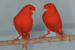 Χρωστικές ουσίες στα πτηνά