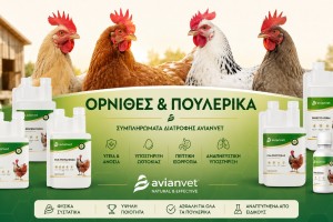 Κότες Αυγοπαραγωγής: Βιταμίνες, Ασβέστιο & Ψείρες