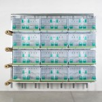 New Canariz - Champion 3000