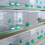 New Canariz - DESIRE 90X40 - 3150 (4 Κλούβες)