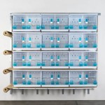 New Canariz - EVOLUTION 63 - 2900