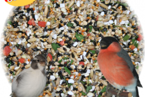 Σπόροι βρασίματος (ΒΙΝΤΕΟ)