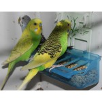 Moldes Ave – Εσωτερική Ταΐστρα “Celia” με 4 Θήκες Σπόρων & Αντι-σπατάλη Χτένα (220 g)