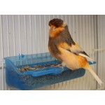 Moldes Ave – Εσωτερική Ταΐστρα “Celia” με 4 Θήκες Σπόρων & Αντι-σπατάλη Χτένα (220 g)