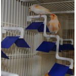 Moldes Ave – Ατομική Πατήθρα (Τριπλή) για Κλουβιά & Τοίχο