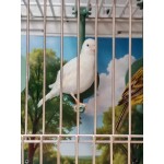 Moldes Ave – Πολυλειτουργική Πατήθρα σε Σχήμα “Τ” με Περιστροφή & Προσαρμογή (Λευκή)