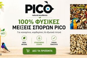 PICO Σπόροι για Καρδερίνες & Καναρίνια | Premium Ιταλικά Μείγματα (SALVATORE BOCCIA SRL)