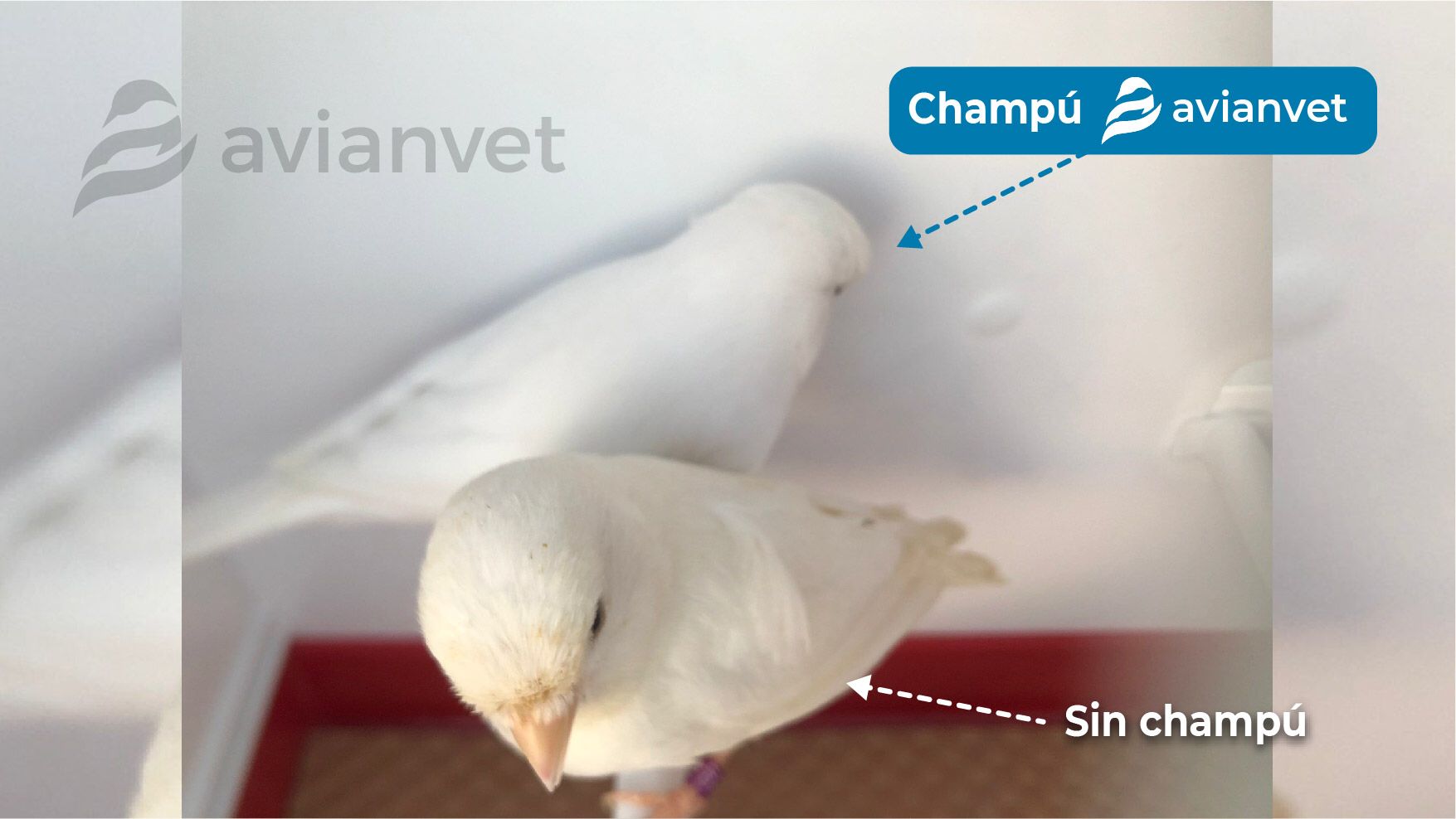 Περιποίηση πτερώματος πτηνών με Avianvet Conditioning Shampoo