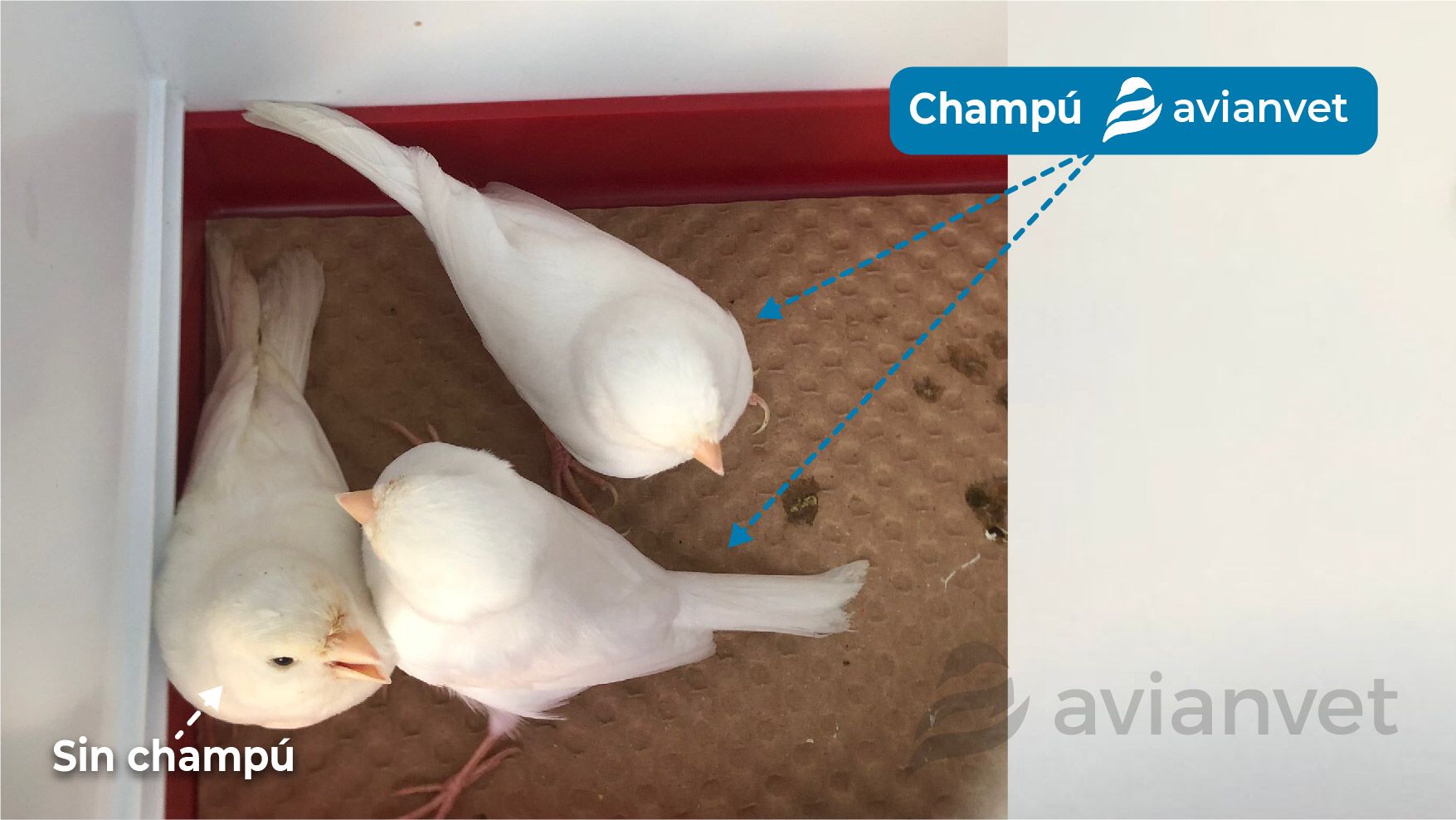 Καθαρισμός πτερώματος με Avianvet Conditioning Shampoo