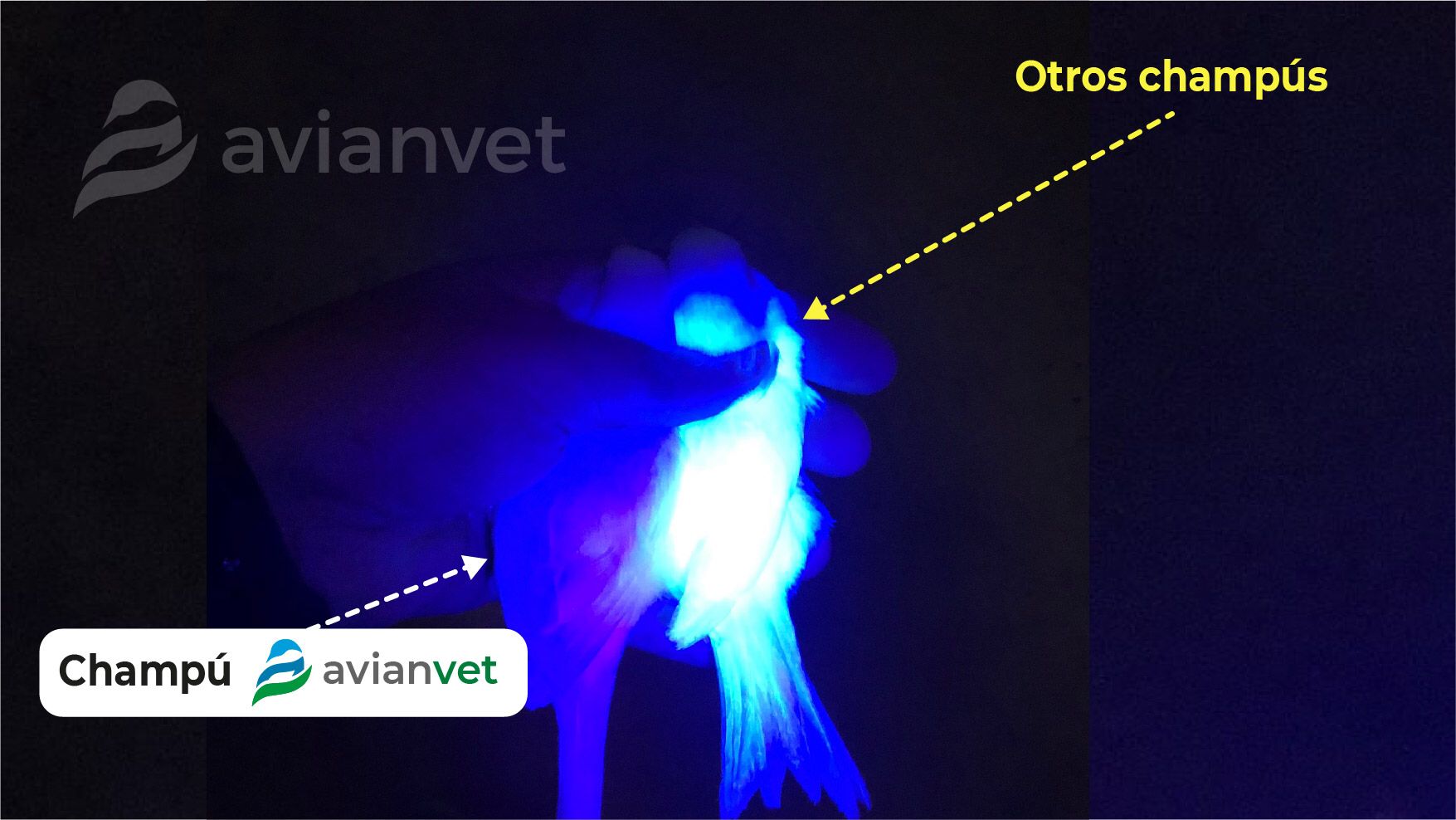 Avianvet Conditioning Shampoo και πτέρωμα πτηνών