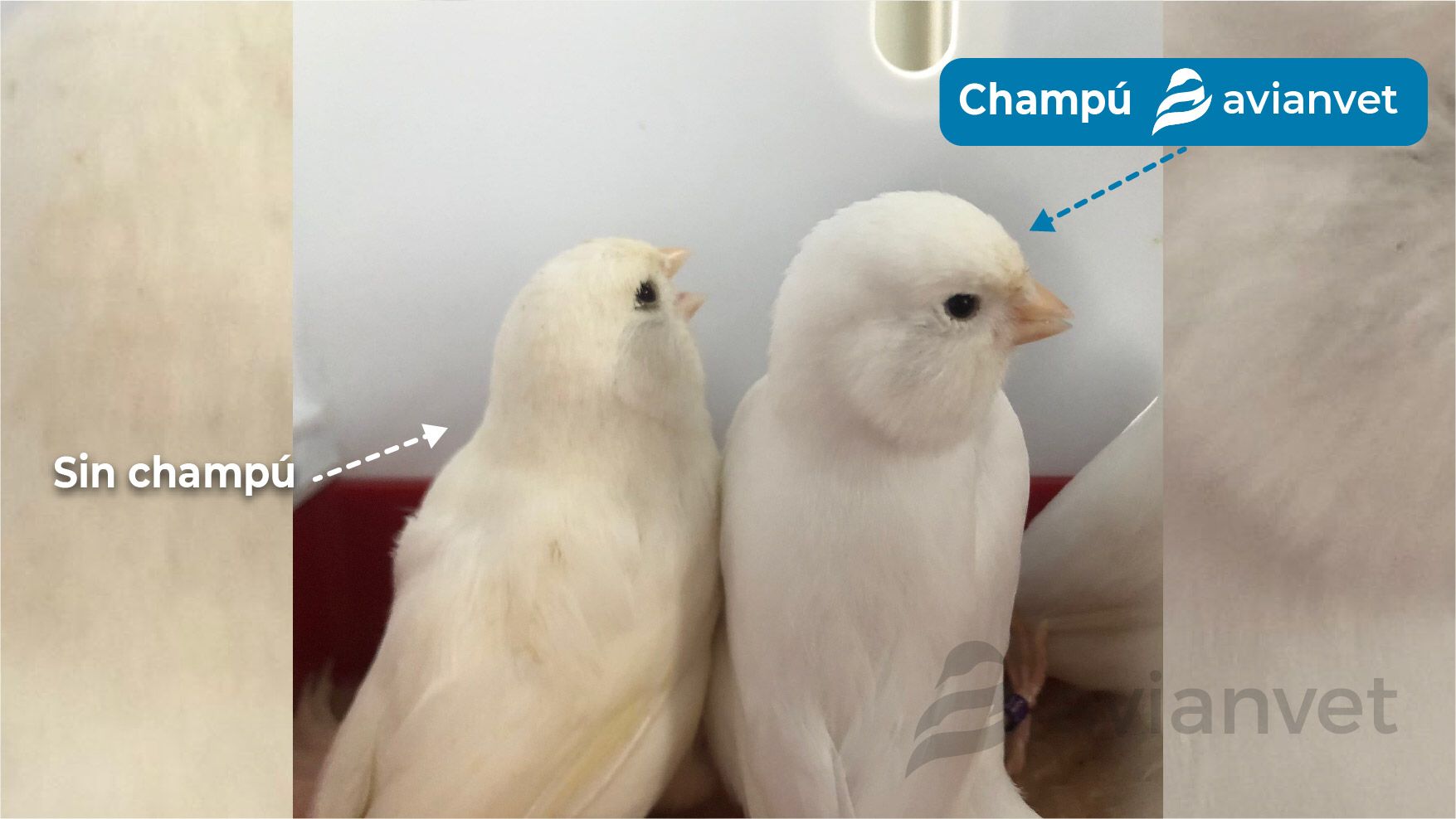 Σύγκριση πτερώματος με Avianvet Conditioning Shampoo