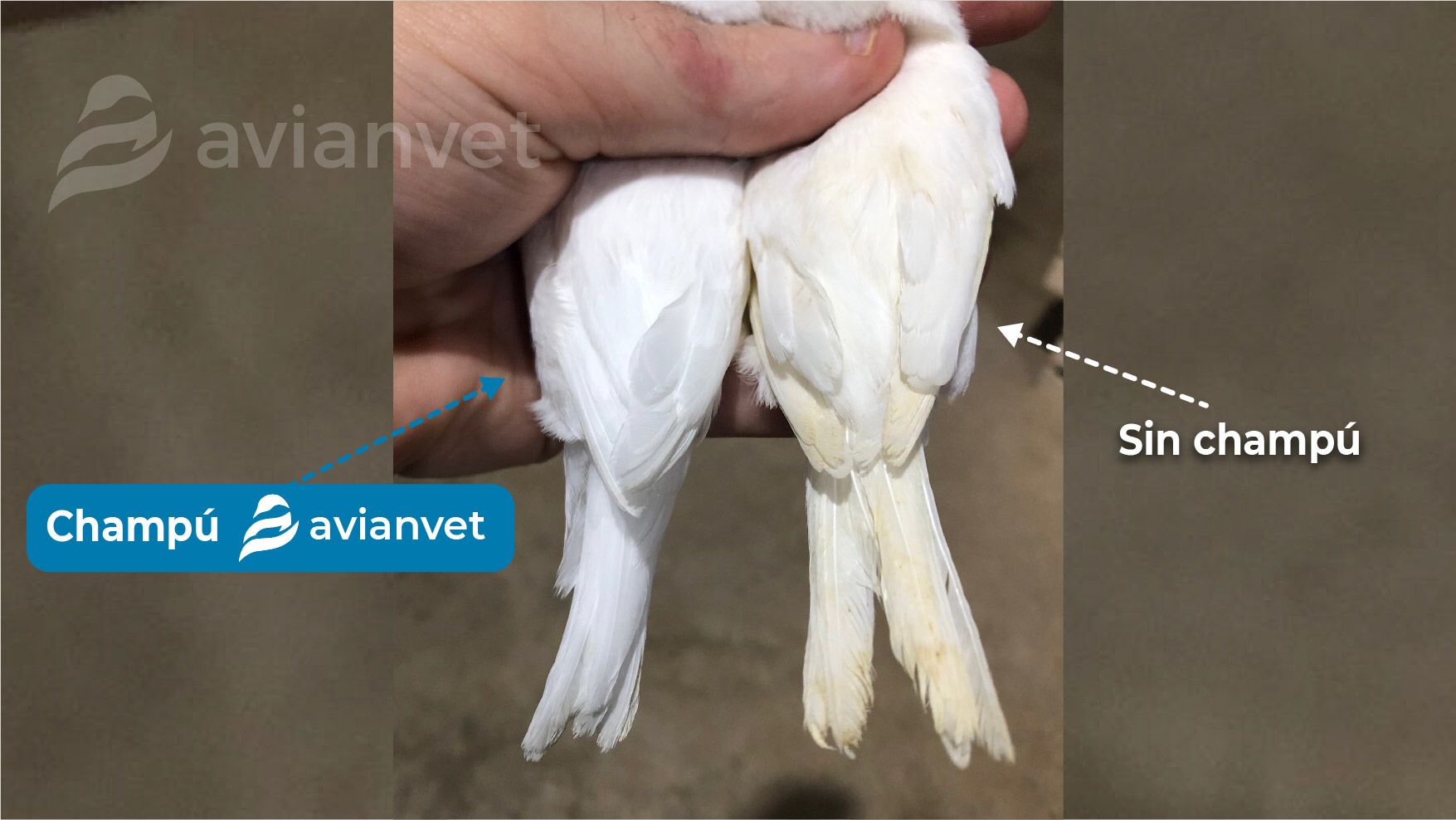 Αποτέλεσμα χρήσης Avianvet Conditioning Shampoo